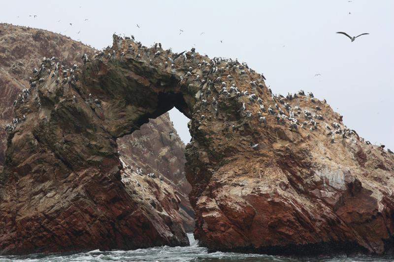 1166-Isole Ballestas,19 luglio 2013.JPG